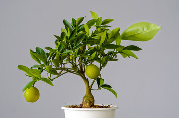 Citrofortunella mitis tree, miniature calamondin orange
