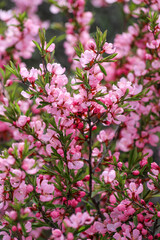 Blossoming branches of the dwarf Russian almond with beatiful pink flowers as a background