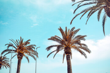 Palm trees against the blue sky. Rest on a sunny day.