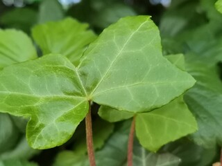 green leaf in the bush in a shrub summery green colour