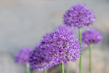 Obraz premium Purple Ornamental Onion Allium Flowers with their Round Pom Pom Heads