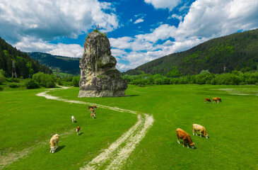 cows on green pasture, limestone of Piatra Teiului in background. Romania