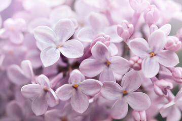 Beautiful lilac flowers background. Spring blossom. Purple lilac flower on bush. Bouquet of purple...