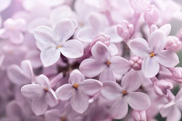 Gordijnen Beautiful lilac flowers background. Spring blossom. Purple lilac flower on bush. Bouquet of purple flowers, shallow depth of field. Happy Mother's Day greetings card. Copy space. Banner ready © Serenkonata