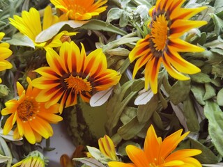 In the garden with full sun flowers in yellow