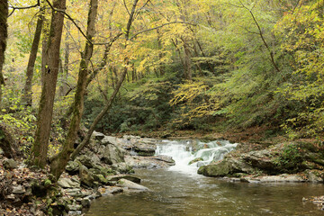 stream in the forest