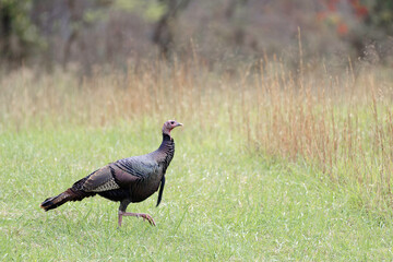 wild turkey crossing field
