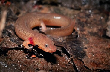 Larval Northern Spring salamander macro portrait 
