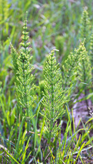 Horsetail field (Equisetum arvense) grows in nature.