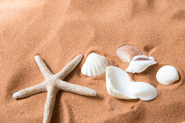 Fototapeta na wymiar Starfish and many shells on beach sand
