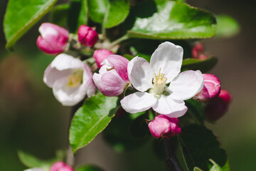 Pink flowers and buds of a blossoming apple tree on a blurred natural background