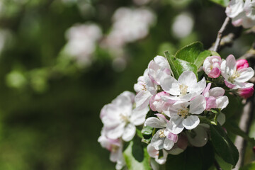 Pink flowers and buds of a blossoming apple tree on a blurred natural background