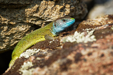 Naklejka na ściany i meble European Green Lizard - Lacerta viridis - large green and blue lizard distributed across European midlatitudes, colorful male, Often seen sunning on rocks or lawns