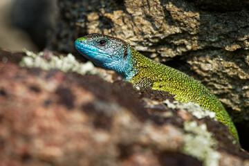 European Green Lizard - Lacerta viridis - large green and blue lizard distributed across European...