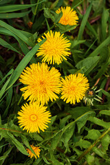 Dandelion flowers growing in grass, top view