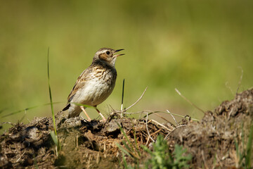 Obraz premium Wood Lark - Lullula arborea brown crested bird on the meadow (pastureland), lark genus Lullula, found in most of Europe, the Middle East, western Asia and the mountains of north Africa
