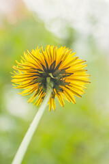 Bottom up view of one yellow dandelion, natural light bokeh. Scenic nature, spring and ecology