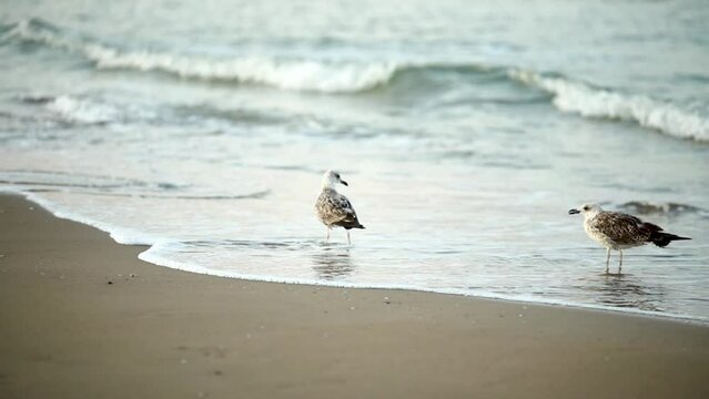 two large seagulls walk along the seashore at dawn. sandy beach, soft light. Travel and vacation concept