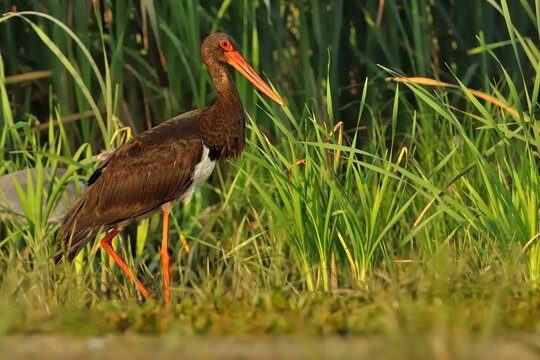 Black Stork - Ciconia nigr large black bird in family Ciconiidae, white underparts, long red legs and a long pointed red beak, hunting in the water with green background