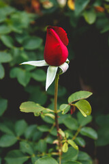 single red rose