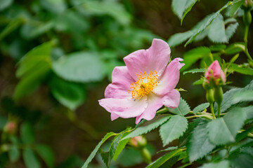 pink and white flower in the garden