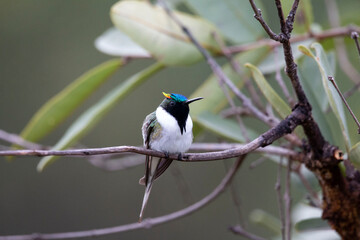 Fototapeta premium chifre-de-ouro
