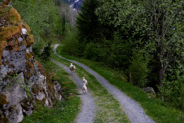 Briksdalasbreen glacier. Sunset. Glacier waterfall. Sheep. Authentic Norwegian house. Spring in Norway. Jostedalsbreen National Park.