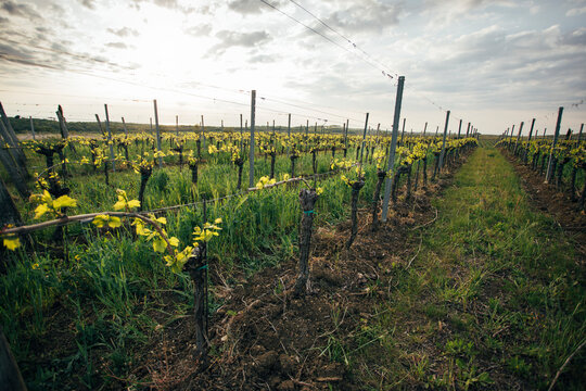 Vineyard rows, grape field growing for wine