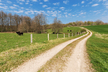 Fototapeta na wymiar Feldweg am Rand des Oberen Eidertals bei Techelsdorf in Schleswig-Holstein. Links Viehweide mit Galloway-Rindern, rechts Wiese.