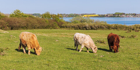 Drei Galloway-Rinder mit unterschiedlichen Fellfarben auf der Halbinsel Holnis bei Glücksburg an...