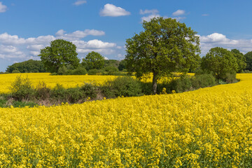 Rapsfelder in Blüte mit Knick (Wallhecke) mit Eichen bei Bothkamp in Schleswig-Holstein....