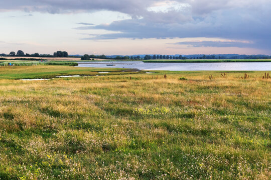 Extensive Weide mit Hasen-Klee und Echtem Labkraut im Abendlicht am Sehlendorfer Binnensee, ein Brackwassersee an der Ostsee in Schleswig-Holstein, Deutschland. Naturschutzgebiet.