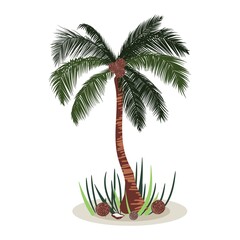 Standing tropical palm tree with coconuts. Vector illustration.
