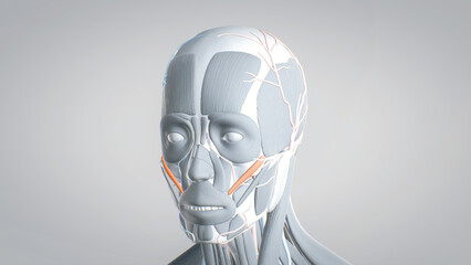 zygomaticus, all muscles of the face, detailed display of face muscles, human muscular system, 3D human anatomy, 3D render