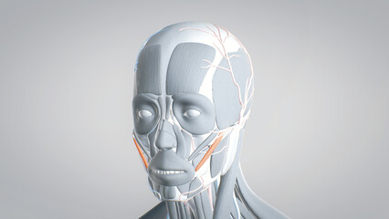 zygomaticus, all muscles of the face, detailed display of face muscles, human muscular system, 3D human anatomy, 3D render
