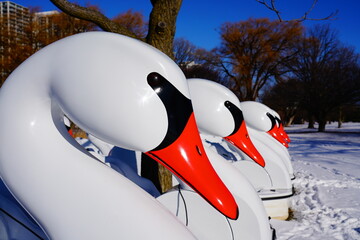 Swan-shaped paddle boats sitting up on the snowy shore in the cold December weather winter are found in a Park of Wisconsin.