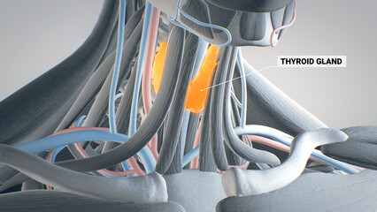 Thyroid gland, glands of the endocrine system, throat, anatomy 3D illustration, 3D render - obrazy, fototapety, plakaty