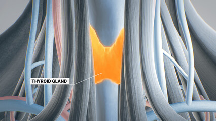 Thyroid gland, glands of the endocrine system, throat, anatomy 3D illustration, 3D render - obrazy, fototapety, plakaty