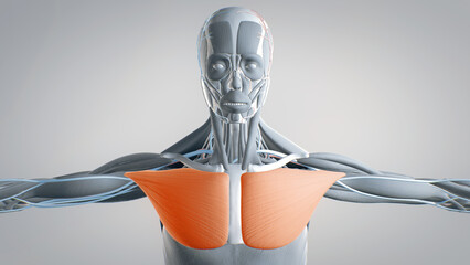 pectoralis major, human muscular system, 3D human anatomy, 3D render