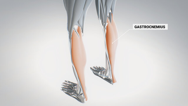 Muscles Of The Foot And Calf Muscles, Flexor Digitorum Longus, Soleus, Gastrocnemius, Detailed Display Of Muscles, Human Muscular System, 3D  Human Anatomy, 3D Render