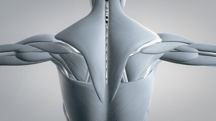 detailed spine display of muscles, human muscular system, 3D human anatomy, 3D render