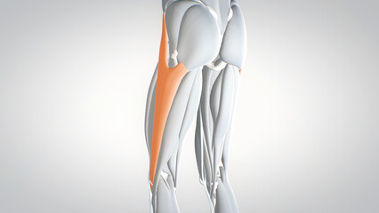 leg muscles, tensor fasciae latae, detailed display of muscles, human muscular system, 3D human anatomy, 3D render