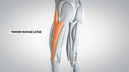 leg muscles, tensor fasciae latae, detailed display of muscles, human muscular system, 3D human anatomy, 3D render