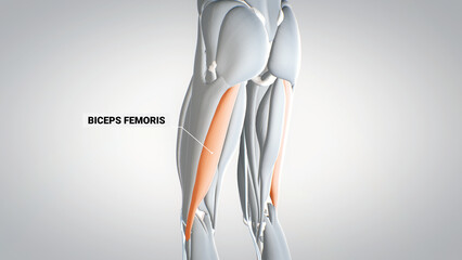 leg muscles, biceps femoris, detailed display of muscles, human muscular system,  3D human anatomy, 3D render
