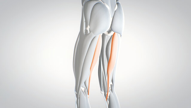 leg muscles, semimembranosus, detailed display of muscles,, human muscular system, 3D human anatomy, 3D render