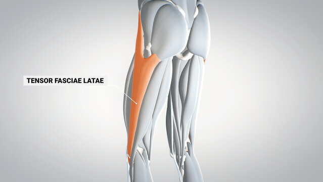 Illustration of the tensor fascia lata muscles Stock Photo - Alamy