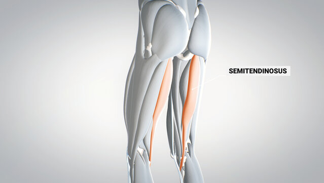 leg muscles, semimembranosus, detailed display of muscles,, human muscular system, 3D human anatomy, 3D render