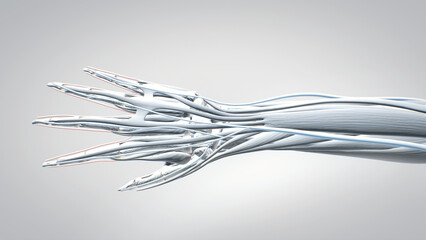 The structure of the human hand, the muscles of the hand, human muscular system, 3D human anatomy, 3D render