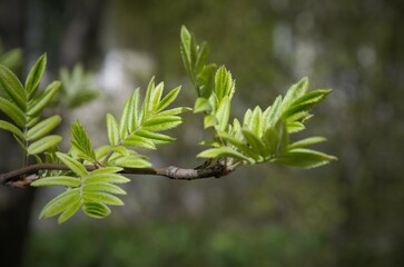 Obraz premium beautiful green foliage on the branch, natural background