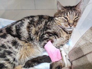 the cat is sick, lies with a dropper in the veterinary clinic. A cat with a bandaged paw.